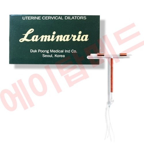 덕풍 라미나리아(Laminaria)