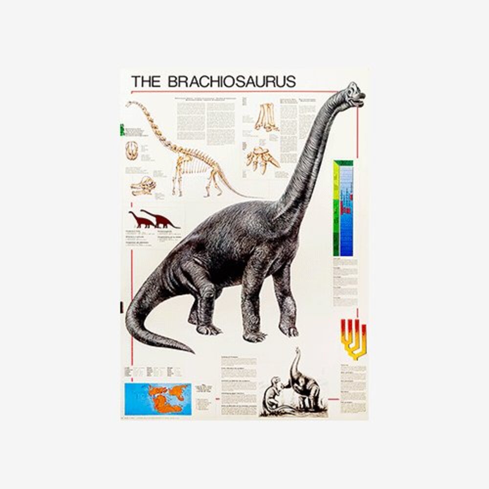 The Brachiosaurus