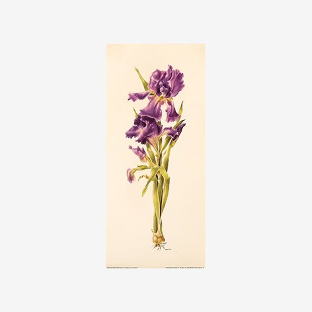 Iris Botanical 2