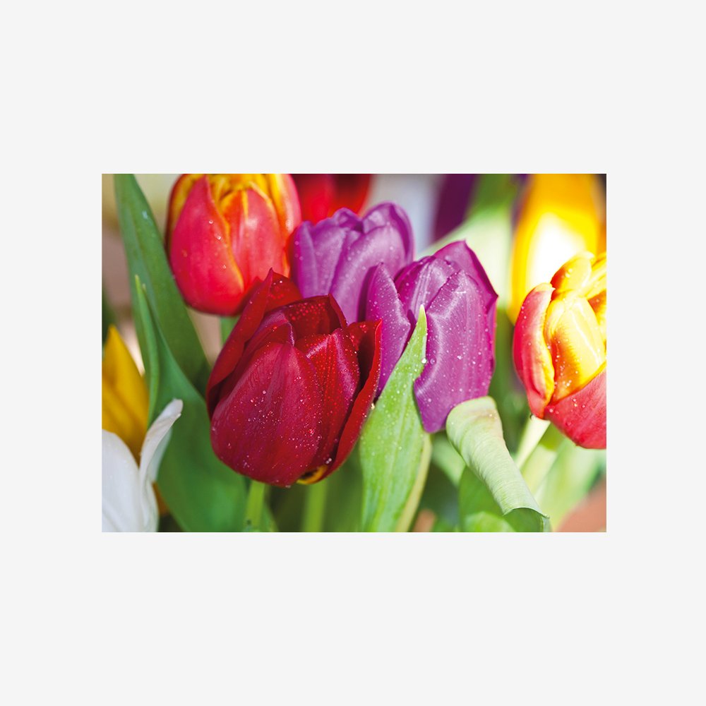 Natural Tulips