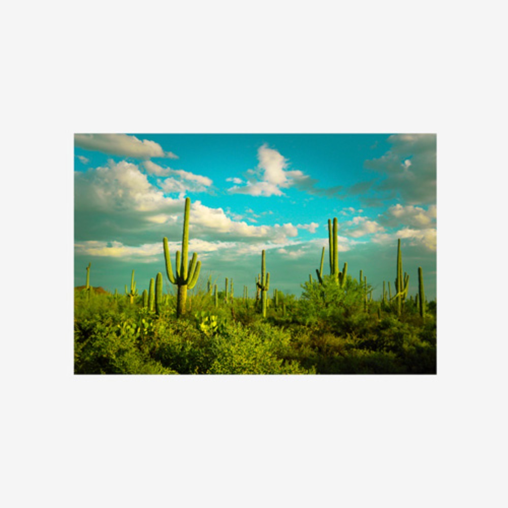 Saguaros No. 2