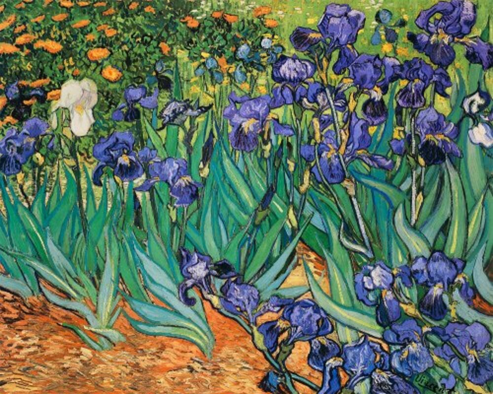 Irises(purple)
