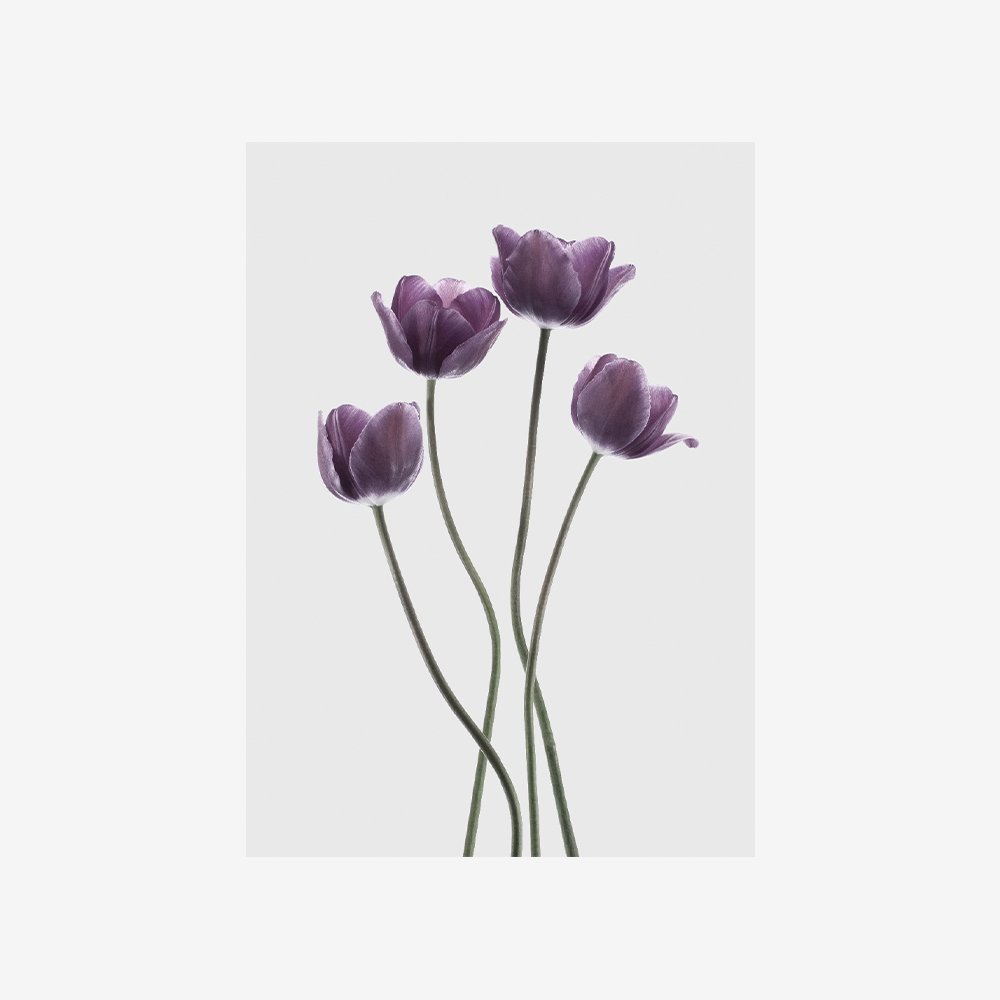 Tulips Purple