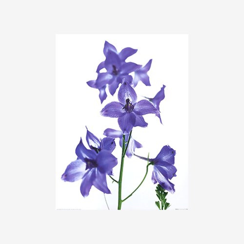 Delphinium