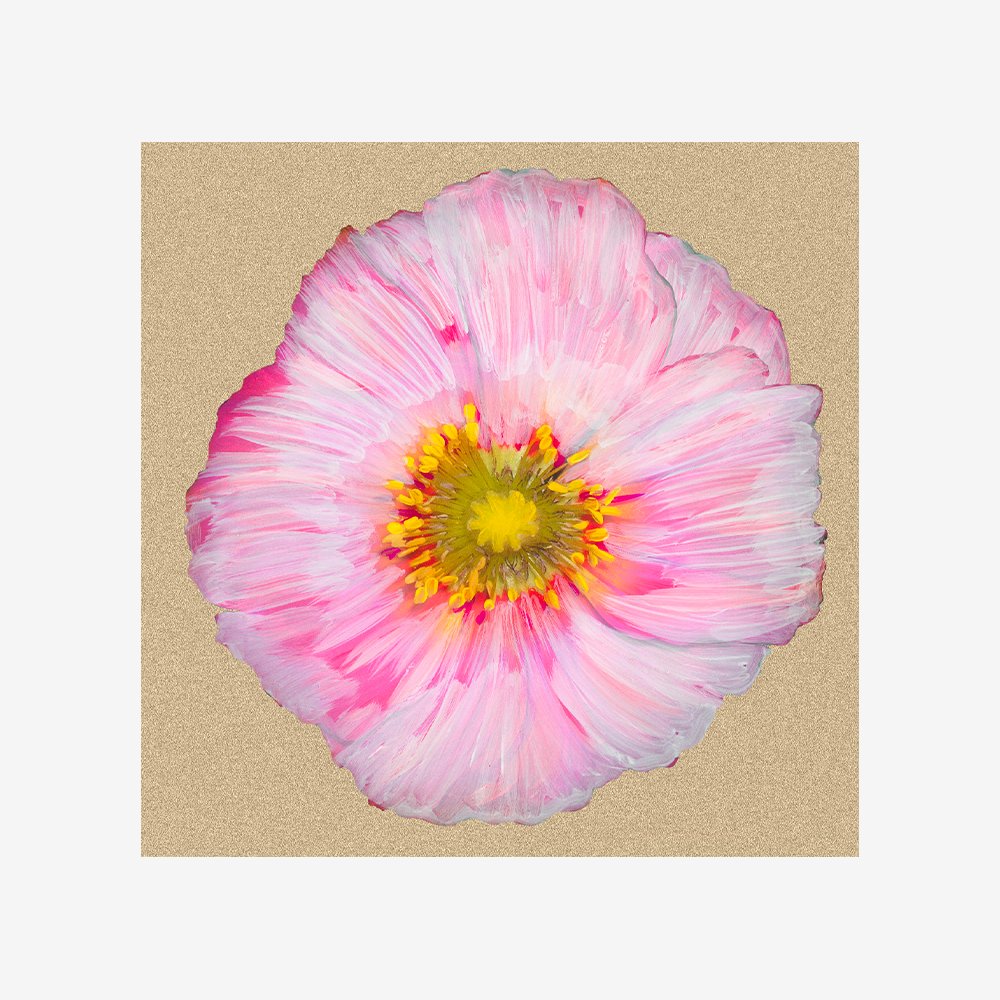Poppy Blossom III
