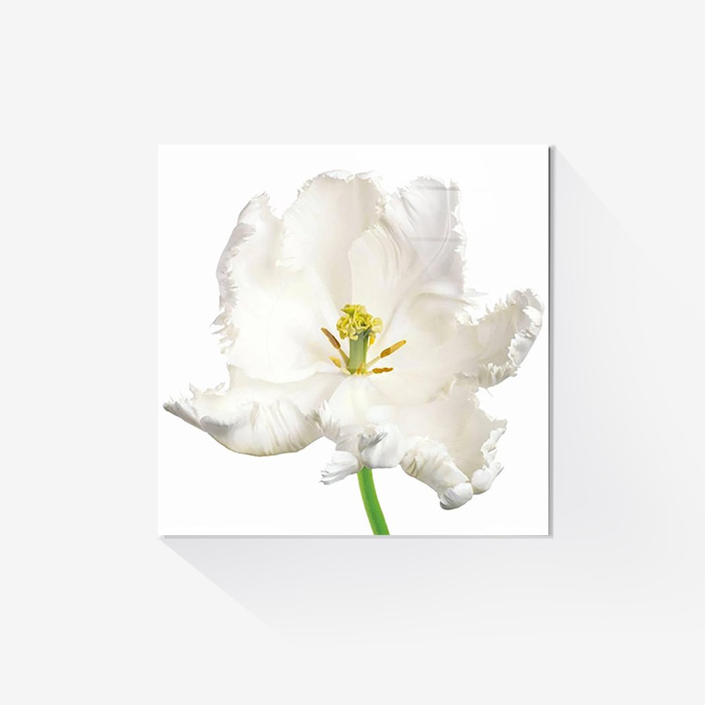[액자포함] Tulipa White Parrot