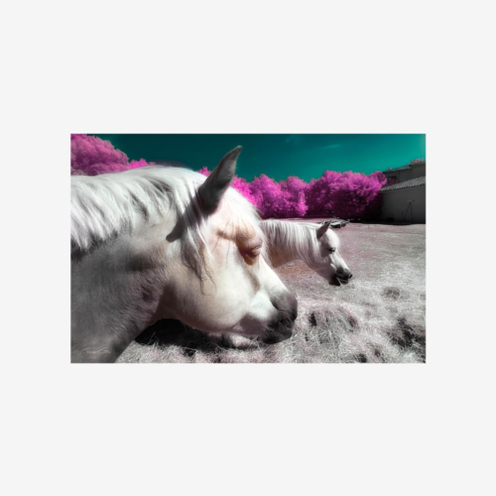 Fantasy Horses - Infrared Photography