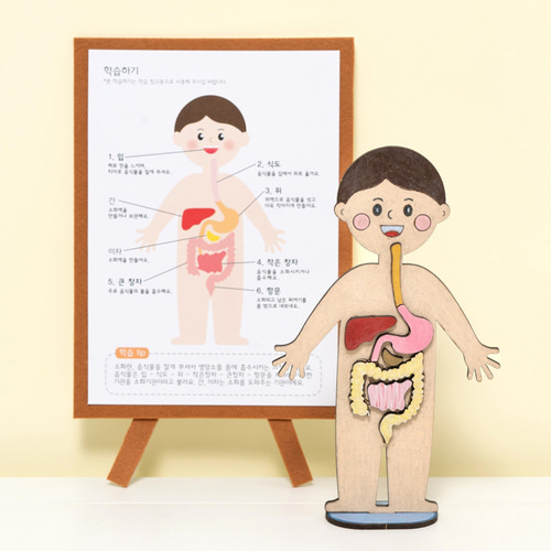 노리프렌즈 만들기재료 - 인체모형 인체지도 소화기관 과학교구 미술놀이키트