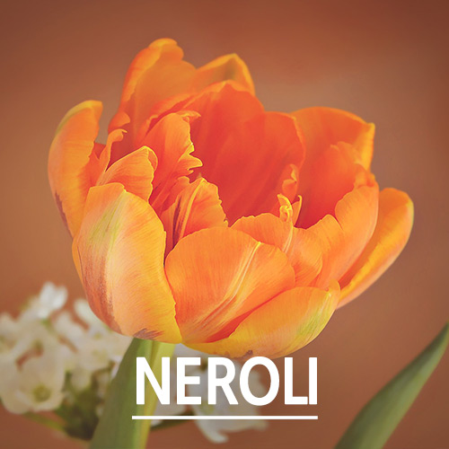 [TechnicoFlor 에센셜오일]네롤리 (Neroli)