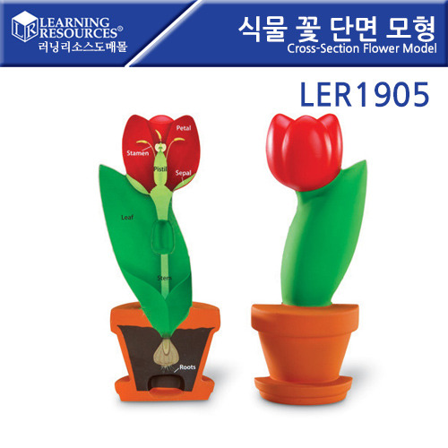 B2s 식물꽃단면모형(LER1905)