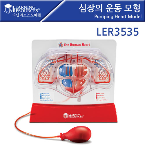 B2s 심장의 운동모형(LER3535)