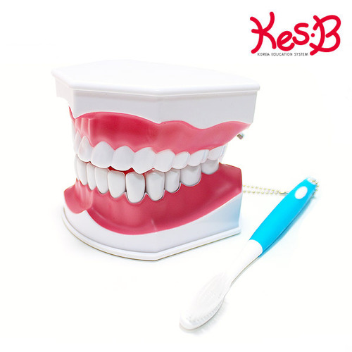 Cs (캐스B)네이처 이가빠지는 치아모형