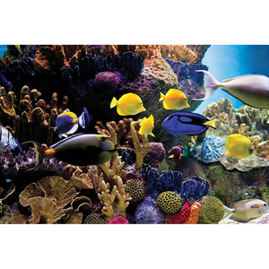 Dch PP34125 열대어와 산호초 (91x 61) (포스터만)