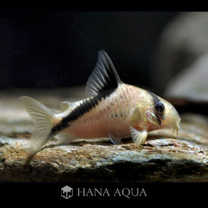 *콜롬비아 수입* 코리도라스 멜리니/corydoras melini wild