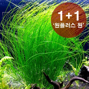 호시쿠사sp.워터아이 1뿌리(1+1 원플러스원)