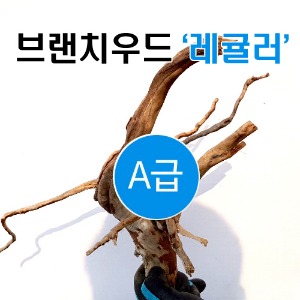 브랜치우드 레귤러 A급 &#039;1개&#039;