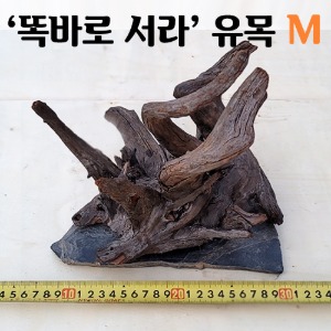 똑바로 서라 편석 접합 유목 M사이즈(20cm내외)