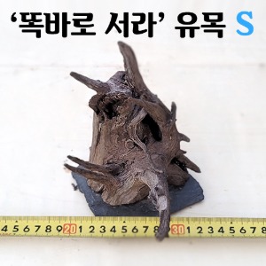 똑바로 서라 편석 접합 유목 S사이즈(10~15cm내외)