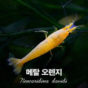 (관상용 새우-생이과) 메탈오렌지 새우