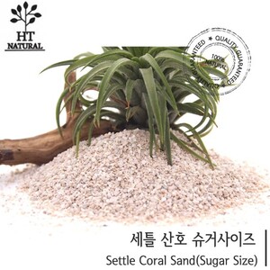 세틀 산호사 (슈가 사이즈) 3.5kg