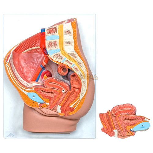 여자 생식기 모형A형