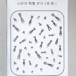 사람의 핵형분석 스티커 세트팩(10세트/팩)