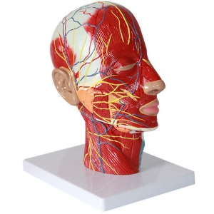 인체 얼굴 단면 모형