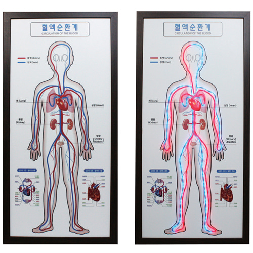 순환기관 학습모형(LED타입)