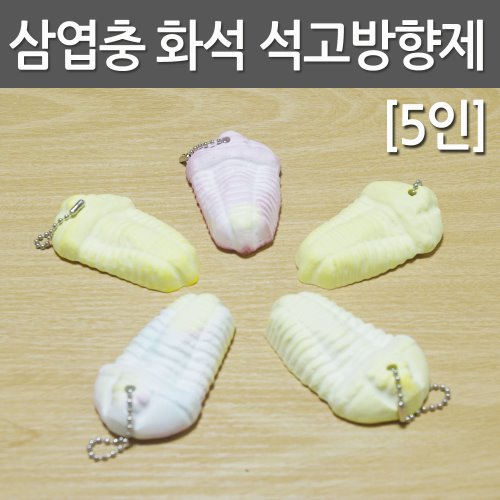 삼엽충 화석 석고방향제(5인세트)