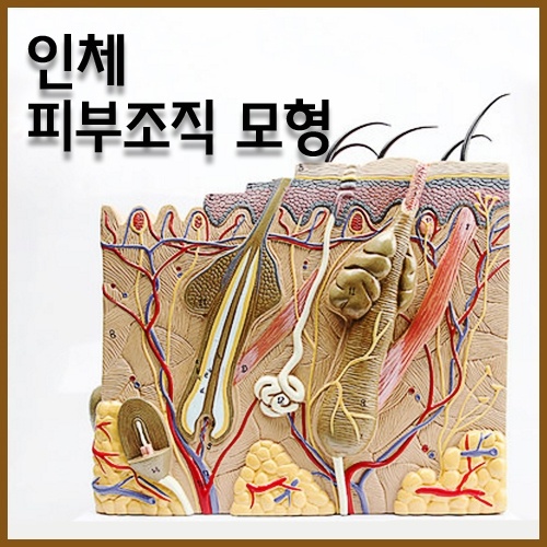 인체 피부조직 모형