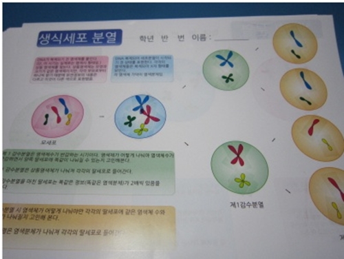 생식세포분열스티커(10인용)