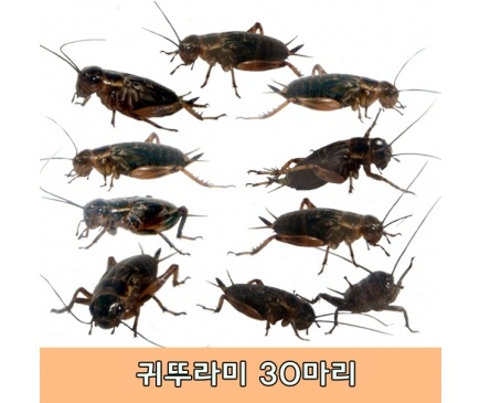 귀뚜라미(30마리)