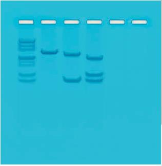 Mapping of Restriction Sites on Plasmid DNA