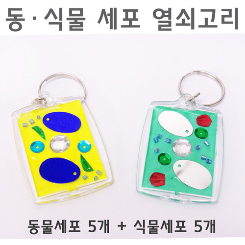 동식물 세포 열쇠고리(5개+5개)