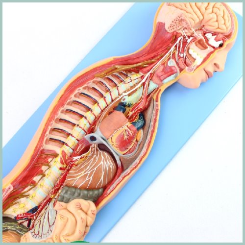 인체 자율 신경계 해부모형