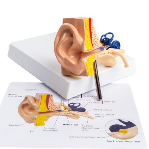 인체 귀 해부학 모형(1:1)