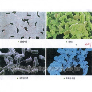 여러가지세균프레파라트(4종1조-중국)