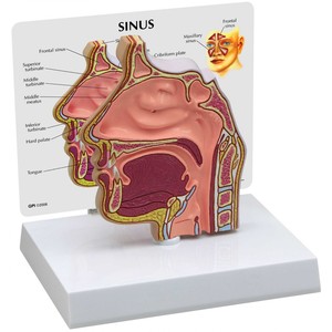 부비강/ 사이너스/코모형 (G285)