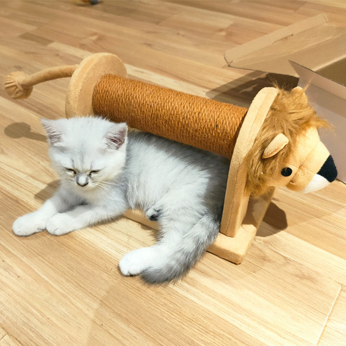 고양이 선반 고양이 쓰레기 통합 플랫폼 고양이 나무 사이 잘삼 긁는 포스트 트리 등반 고양이 긁는 보드 장식 용품 고양이 등반 캣타워 작은