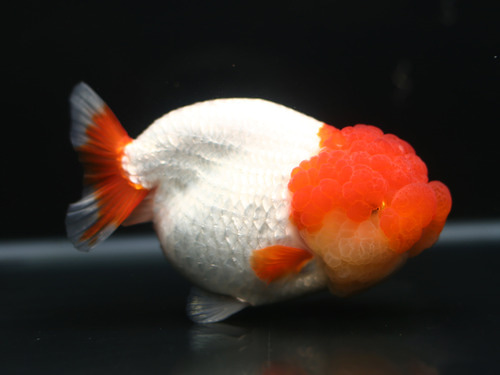 A급 레드 헤드 난주 ( 미스터 우 A그레이드 ) / A GRADE RED HEAD RANCHU / [ 0724_MW_G ]