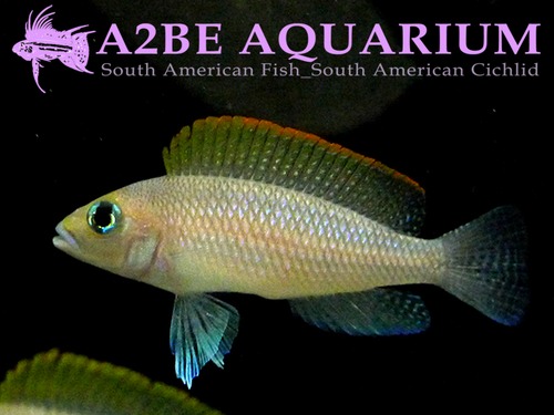 카우도 레드핀 / Neolamprologus caudopunctatus Redfin [A2BE BREED / 5마리 1세트] 