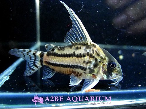 코리도라스 슈퍼 슈왈츠 / Corydoras Super Schwarzii wild (CW28) 特大size! 