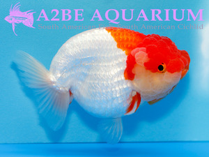 Mr. WU A GRADE] A급 라이언헤드 홍백 난주 암컷 / A GRADE RED&amp;WHITE LION HEAD RANCHU FEMALE / [ 0915_MW_B ] (15cm전후)