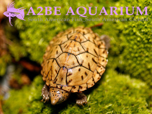 로거 헤드 머스크 터틀 / Logger Head Musk Turtle