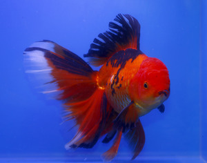 RARE PATTERN ] 점보 블랙 페더 도살핀 아파치 오란다 / JUMBO BLACK FEATHER DORSAL FIN APACHE ORANDA / [ 0609_O_L ] (22cm전후)