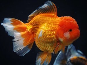 점보 시리즈 X ] 시리팜 점보 오란다 / SIRIFARM JUMBO ORANDA / [S1229_3] 전화문의