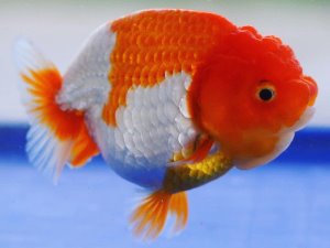 Mr. Wu / Strong Red head / Egg shape / Lionhead Ranchu / 라이언헤드 난주 / [WU0521_30 ] 10-11cm