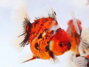 BP KAZ / Red Tiger Rose Tail Oranda / 레드 타이거 로즈테일 오란다 / [ KAZ0424_18 ] / 12-13cm