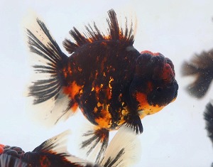 BP KAZ / TIGER ROSE SERIES / Golden Black Tiger Rose Tail Oranda / 골든 블랙 타이거 로즈테일 오란다 / [ KAZ0424_4 ] / 12-13cm