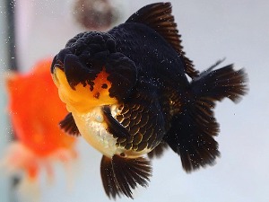 BP Meng / Super Selection / Monster Body High Quality Rose Tail Oranda / 몬스터 바디 하이퀄리티 로즈테일 오란다 / [ BPMENG0422_9 ] / 수컷추정 / 12cm전후